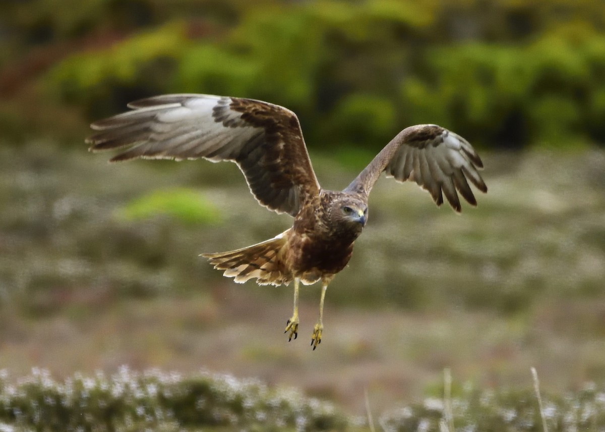 Swamp Harrier - ML122272471