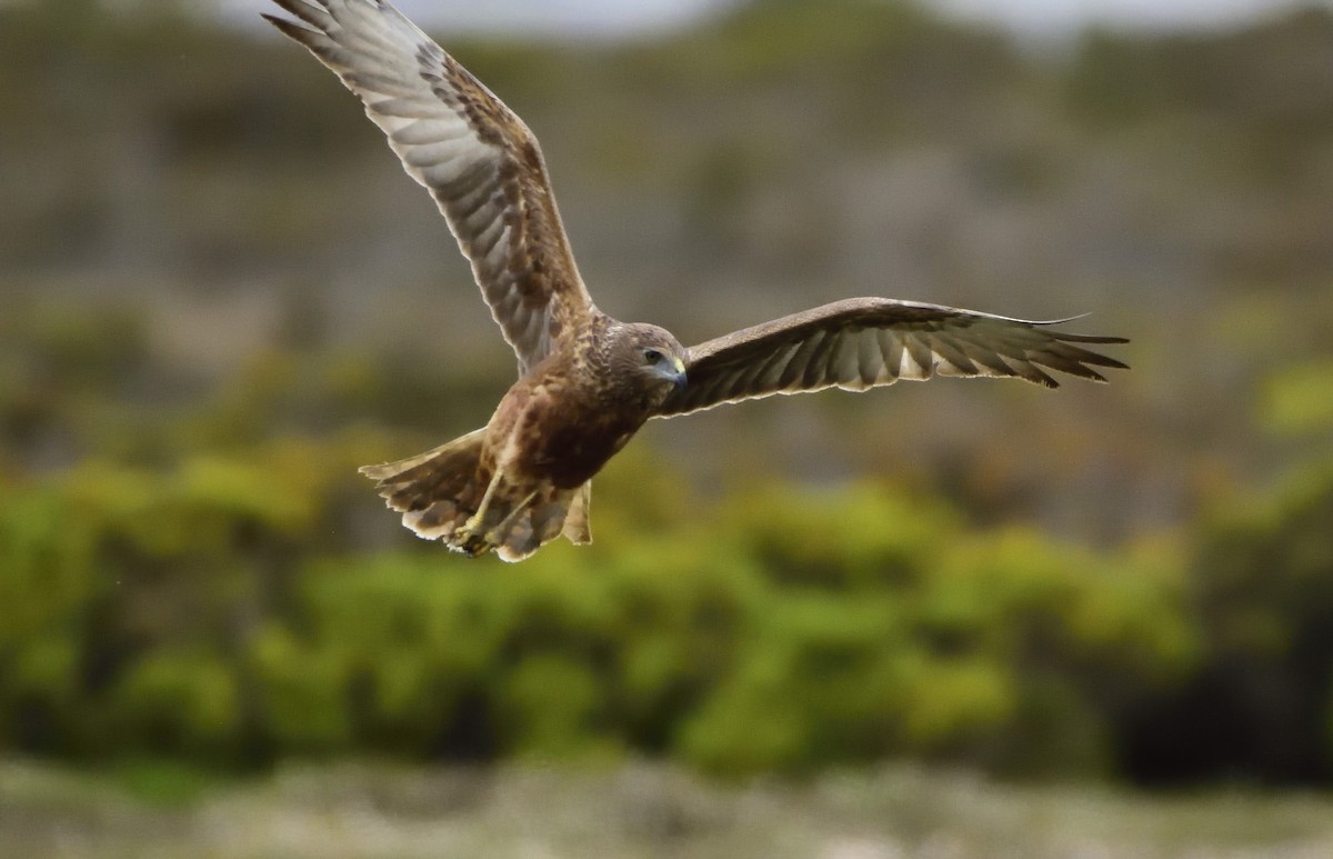 Swamp Harrier - ML122272481