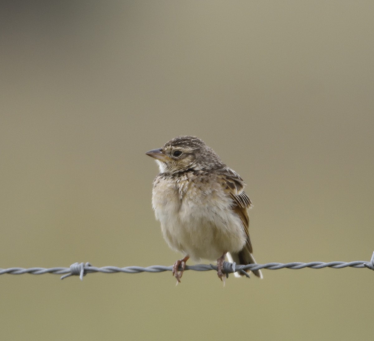 Singing Bushlark (Australasian) - ML122272591