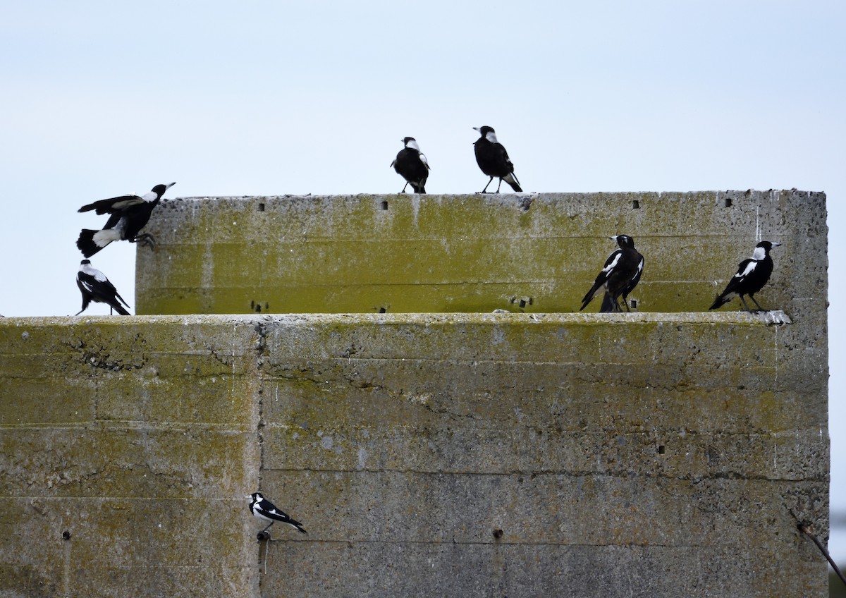 Australian Magpie - ML122273021