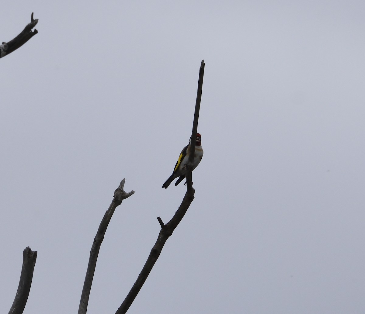 European Goldfinch - ML122273091