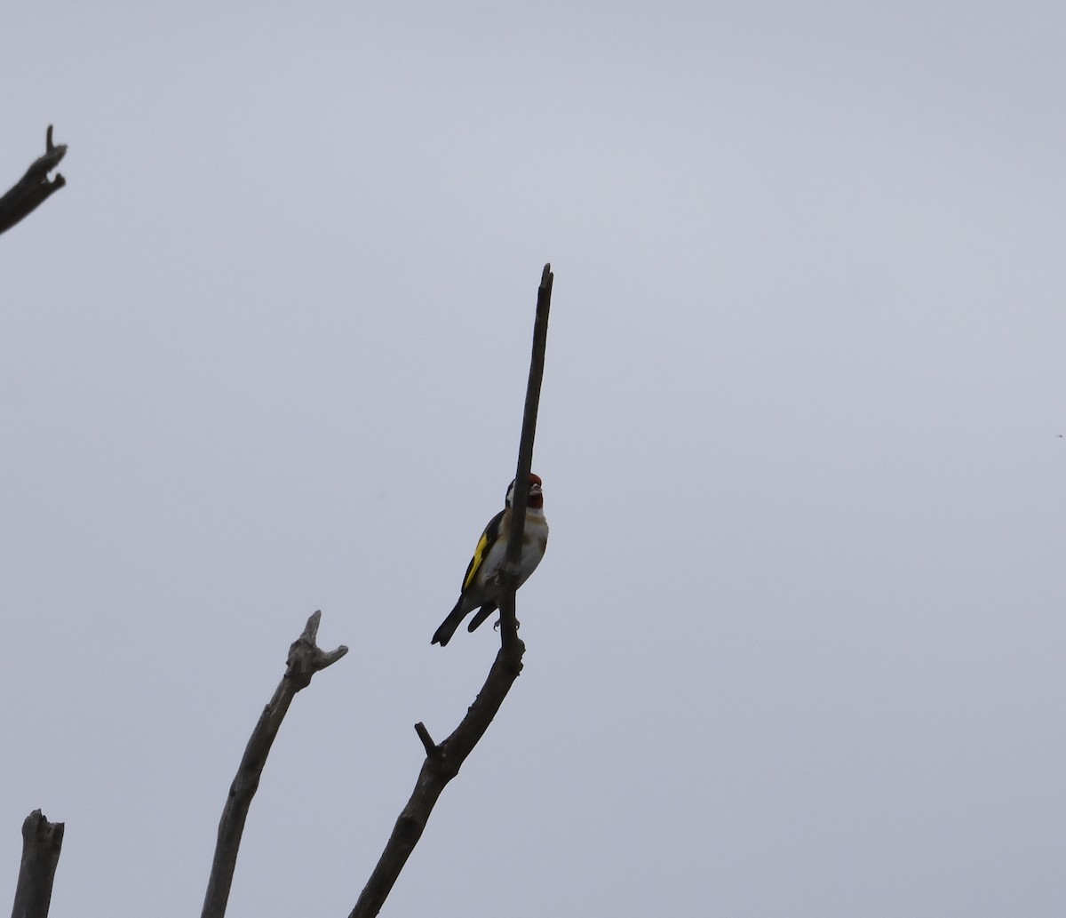 European Goldfinch - ML122273101