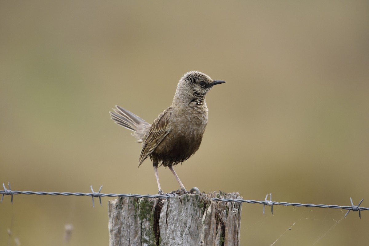 Brown Songlark - ML122273241