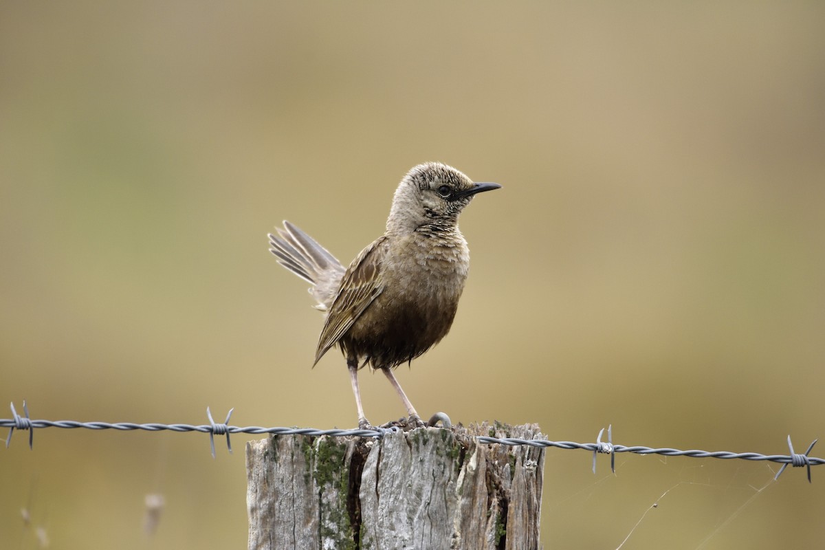 Brown Songlark - Ken Crawley