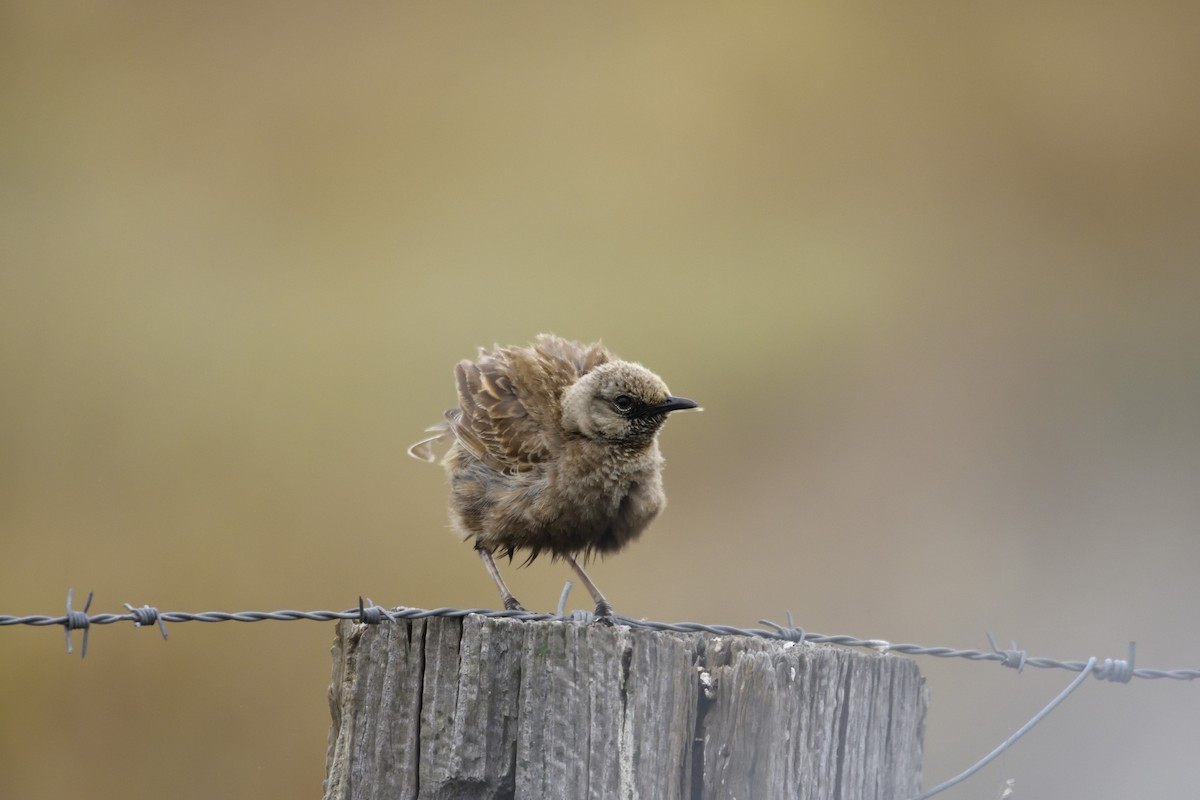 Brown Songlark - ML122273311