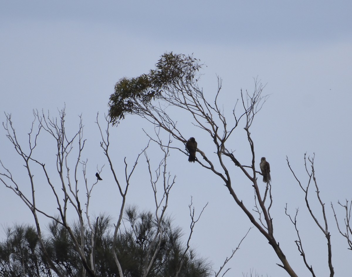 Brown Falcon - ML122273331