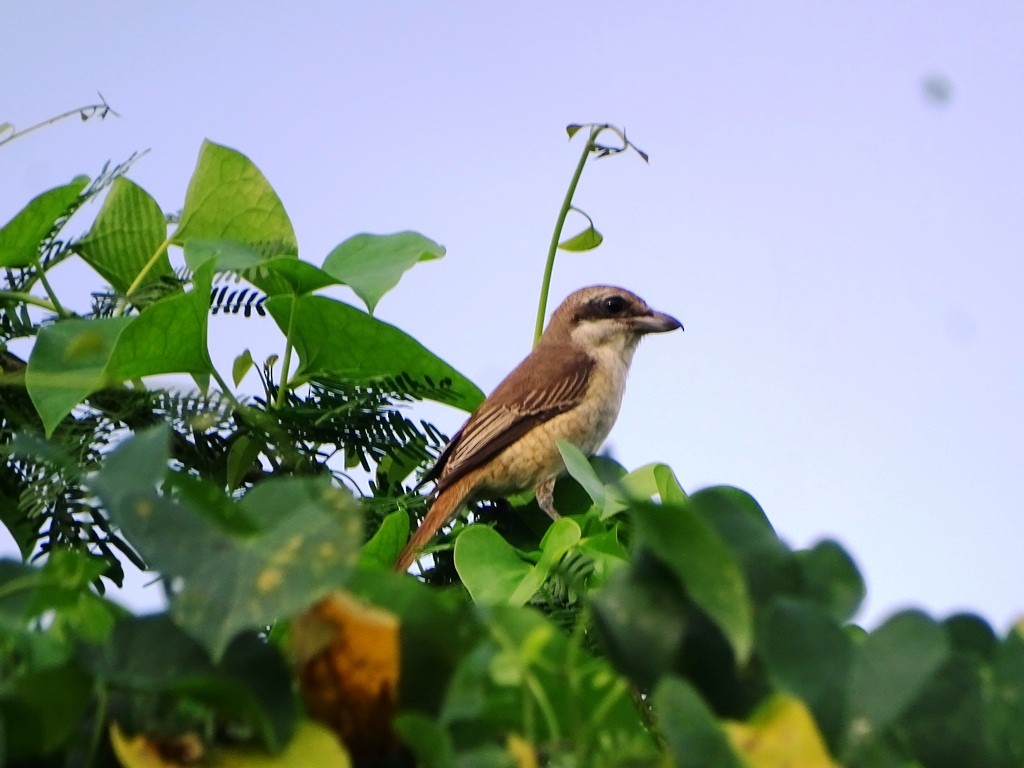 Brown Shrike - ML122274191