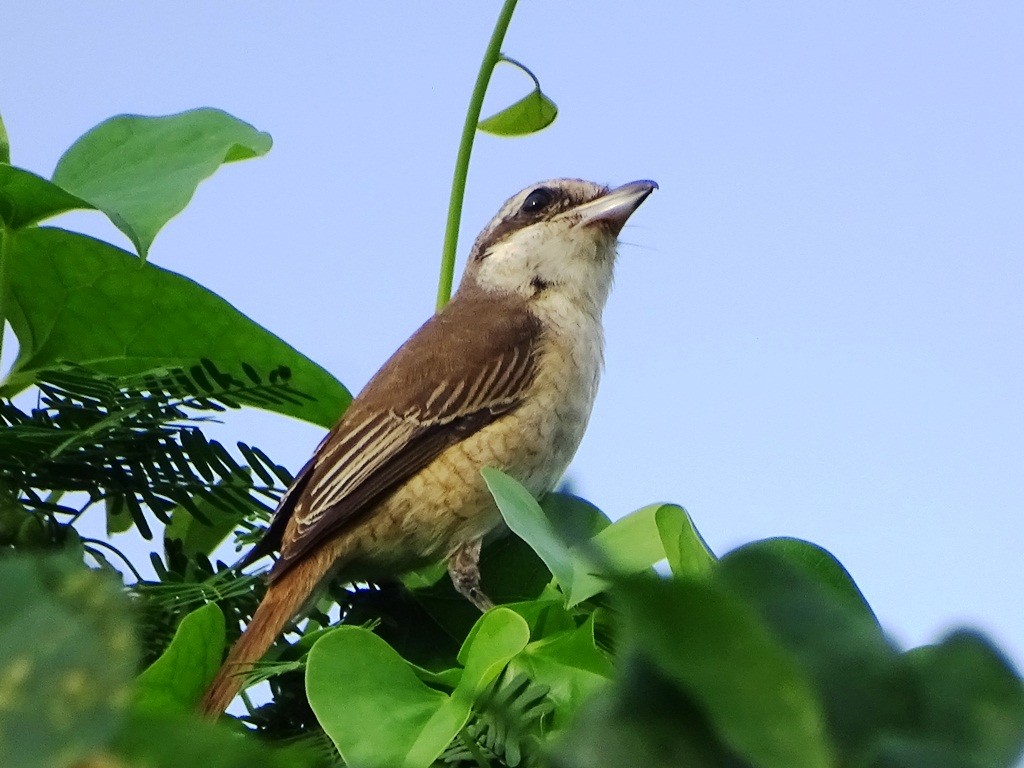 Brown Shrike - ML122274201