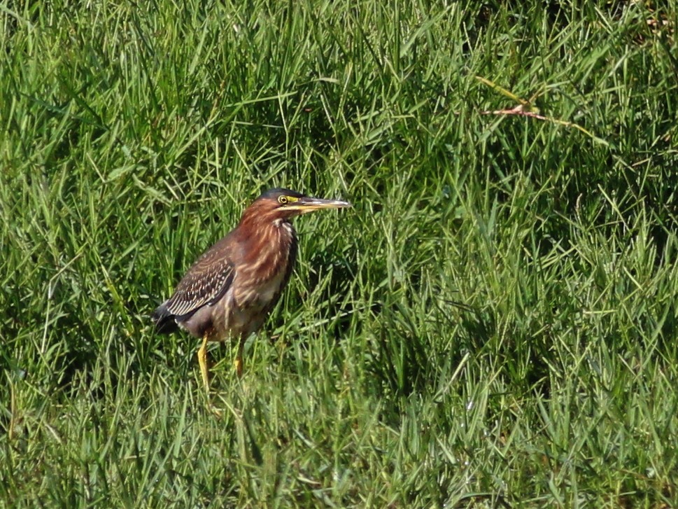 Green Heron - ML122274611