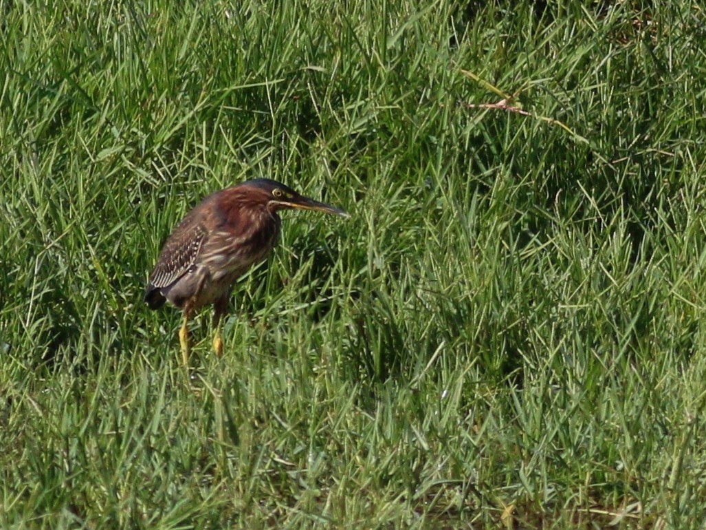 Green Heron - ML122274621