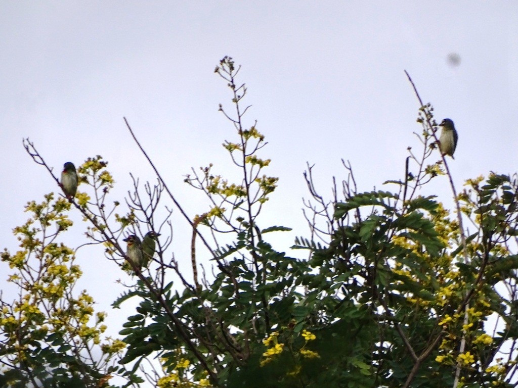 Coppersmith Barbet - ML122274641