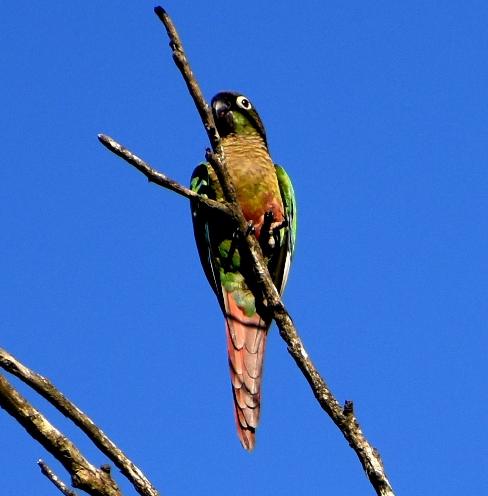 Green-cheeked Parakeet - ML122274911