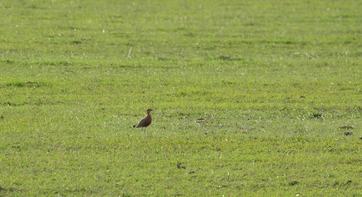 Indian Courser - ML122276551