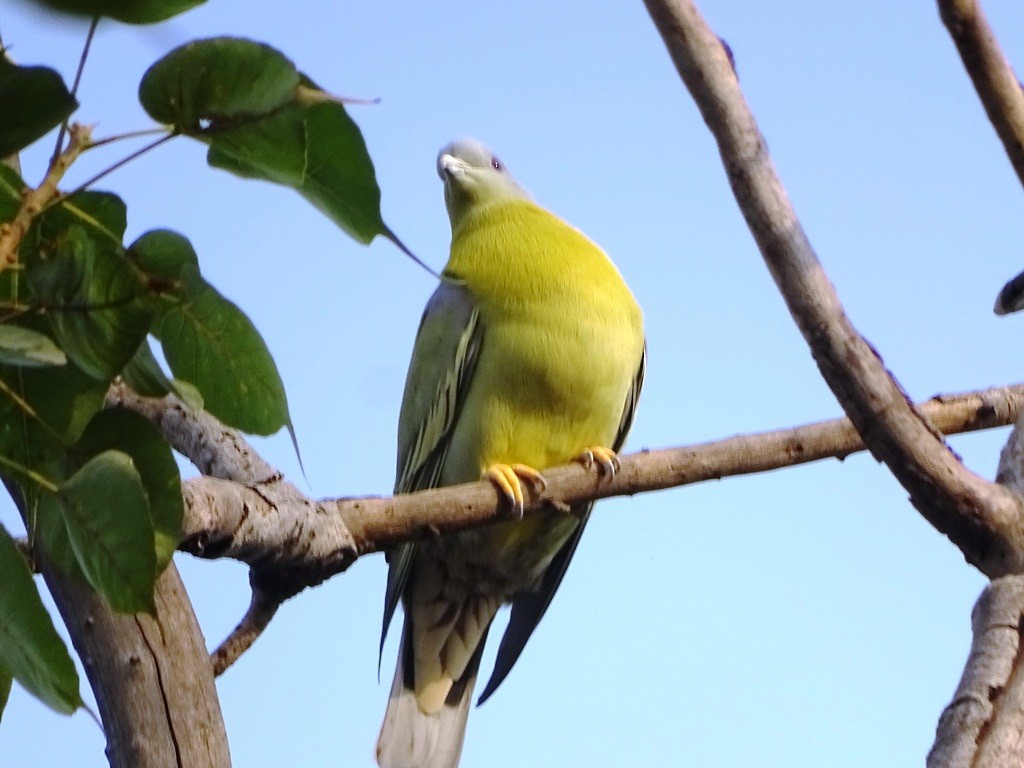 Yellow-footed Green-Pigeon - ML122277311