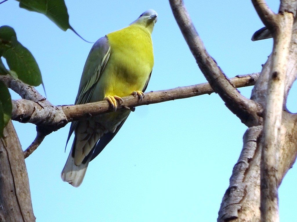 Yellow-footed Green-Pigeon - ML122277321