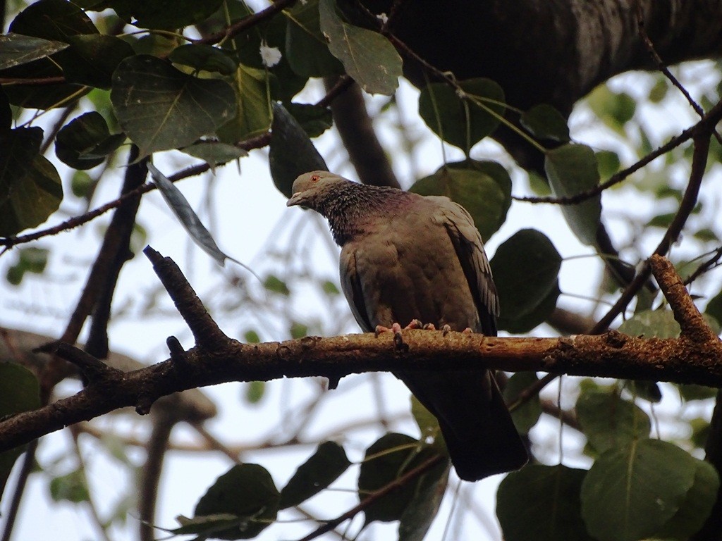 Rock Pigeon (Feral Pigeon) - ML122277391