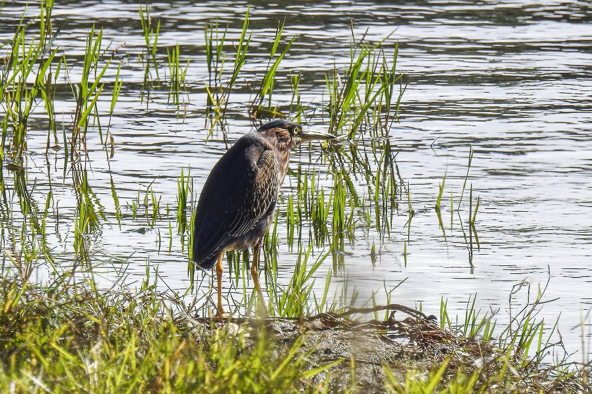 Green Heron - ML122277471