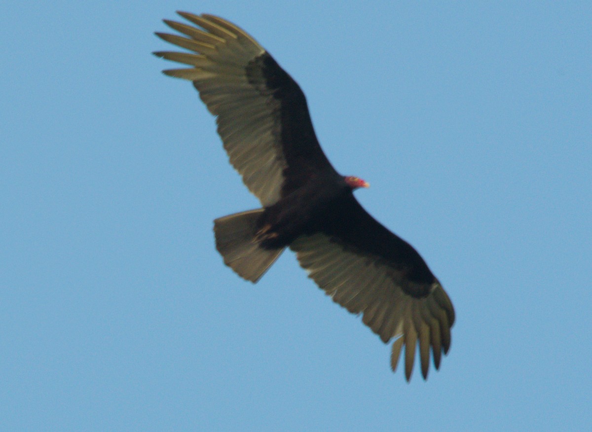 Turkey Vulture - ML122277551