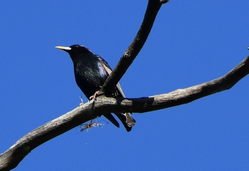 European Starling - ML122277981