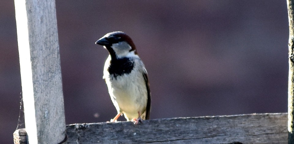 House Sparrow - ML122278061