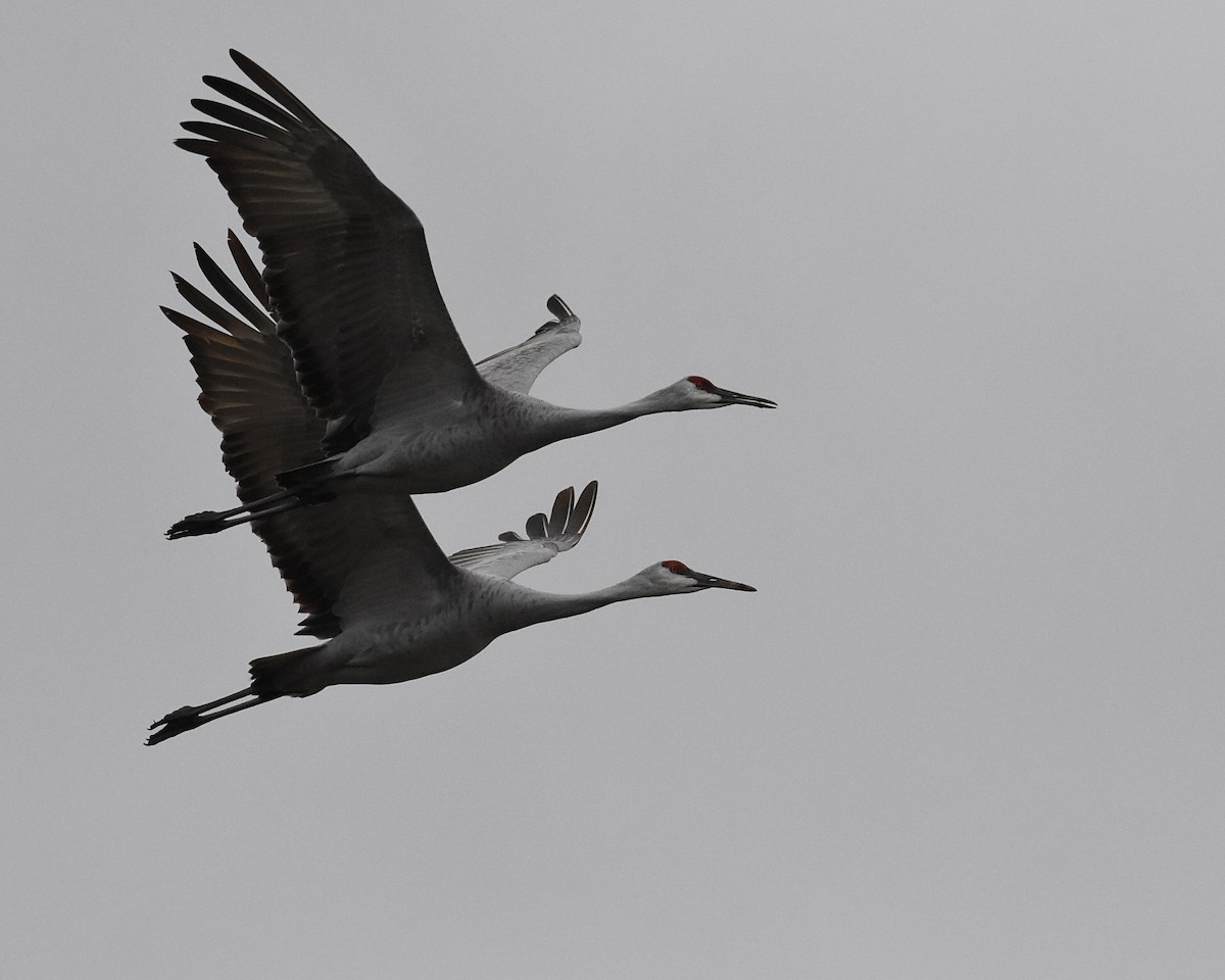 Sandhill Crane - Brian Hicks