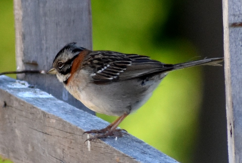Rufous-collared Sparrow - ML122278731