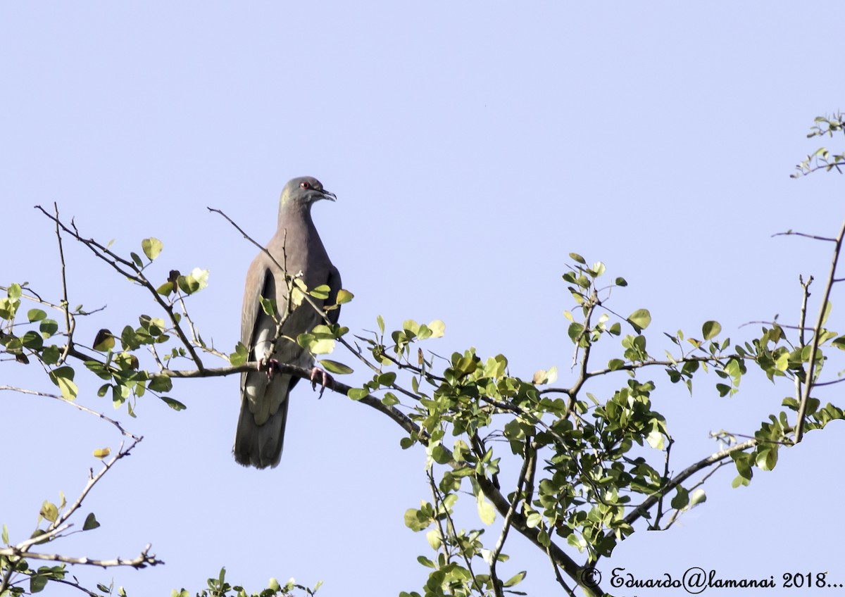 Pale-vented Pigeon - ML122280881