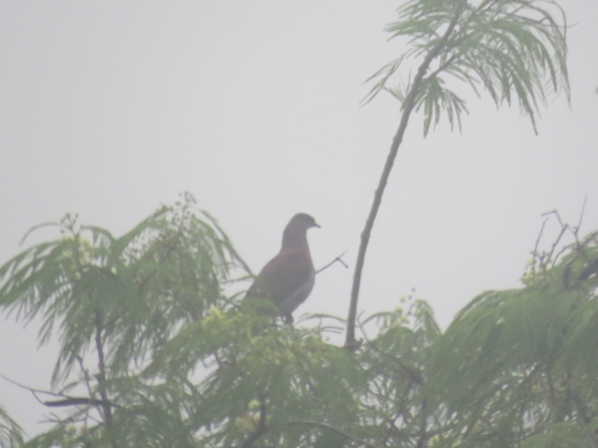 Pale-vented Pigeon - ML122280981