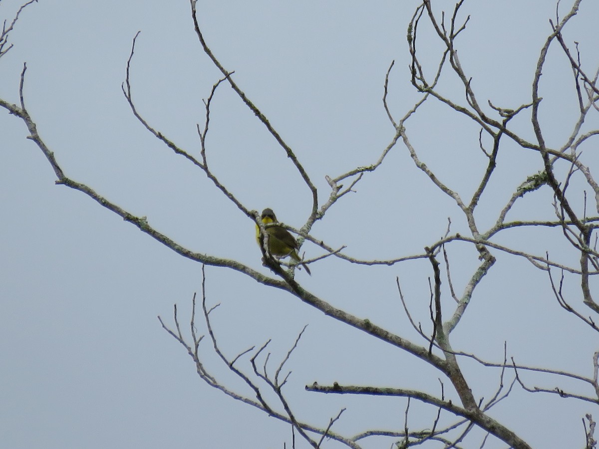 Southern Yellowthroat - Marco Fidalgo