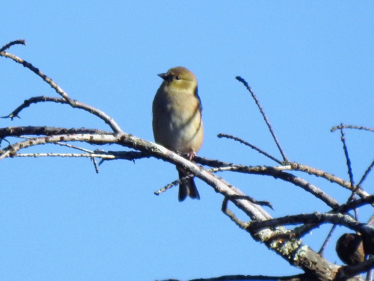 Chardonneret jaune - ML122283081