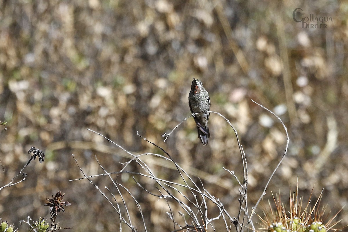 Bronze-tailed Comet - ML122284581