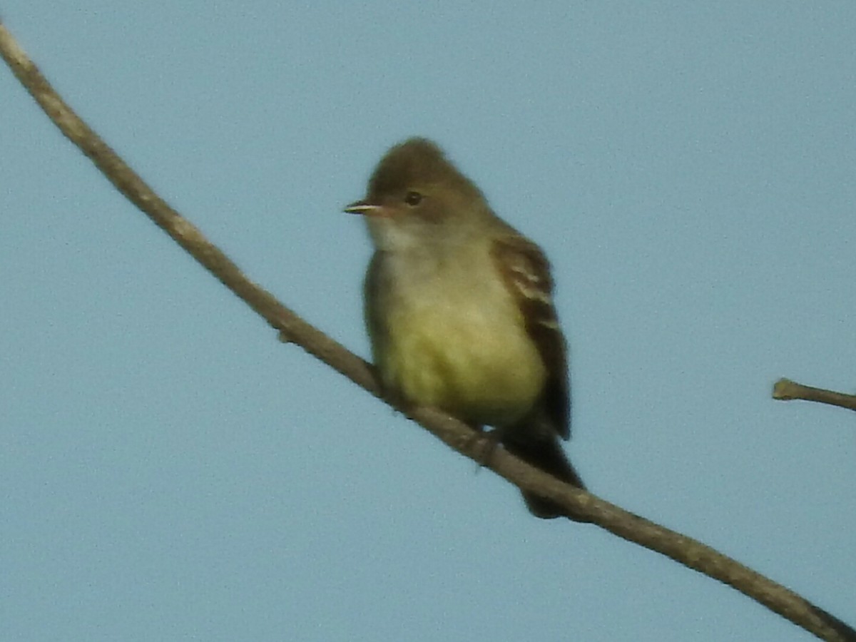 Large Elaenia - Enrique Chiurla