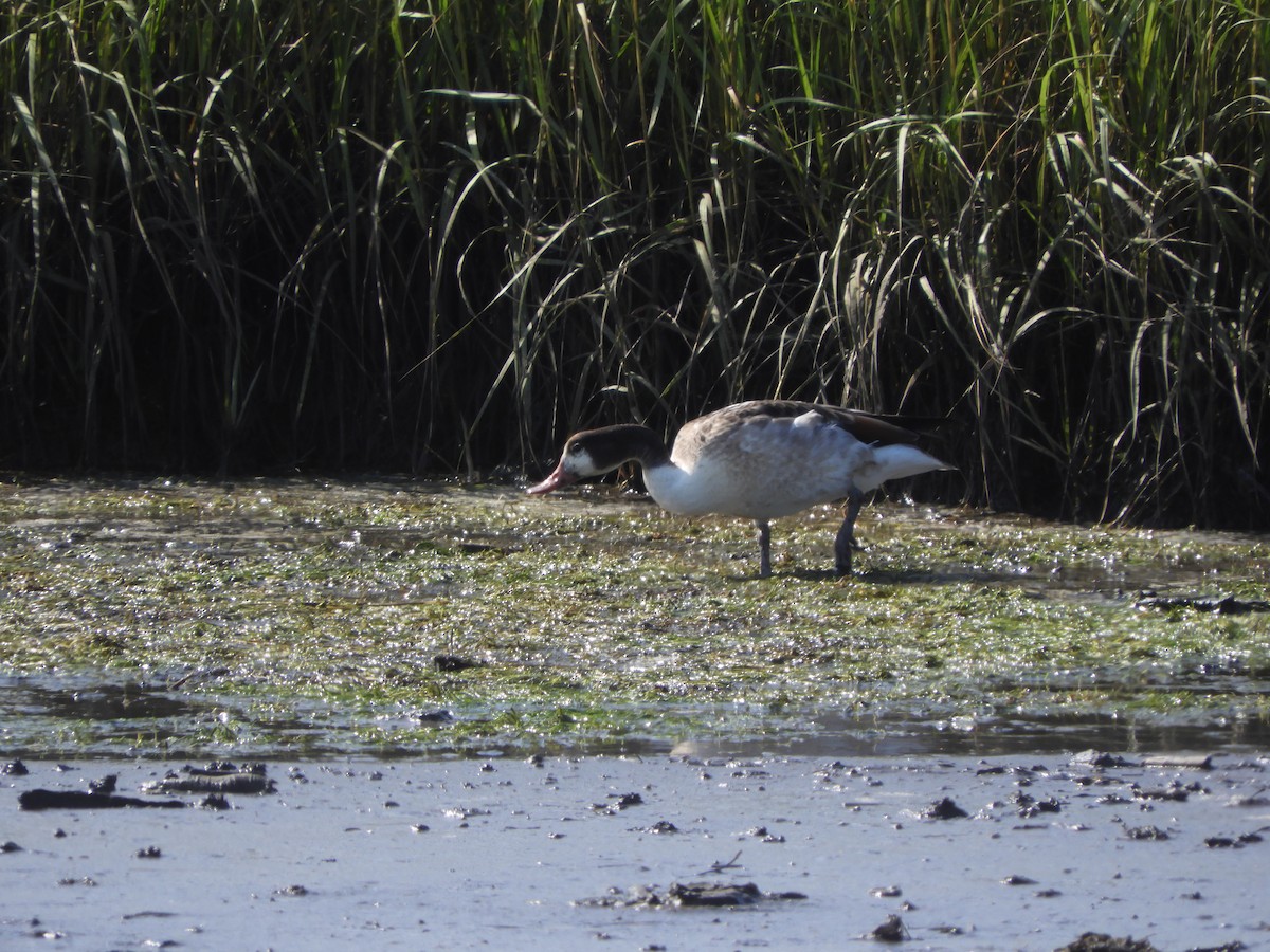 Common Shelduck - ML122285541