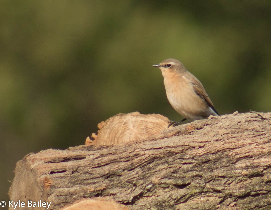 Northern Wheatear - Kyle Bailey