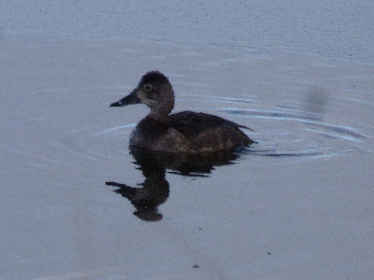 Ring-necked Duck - ML122286591