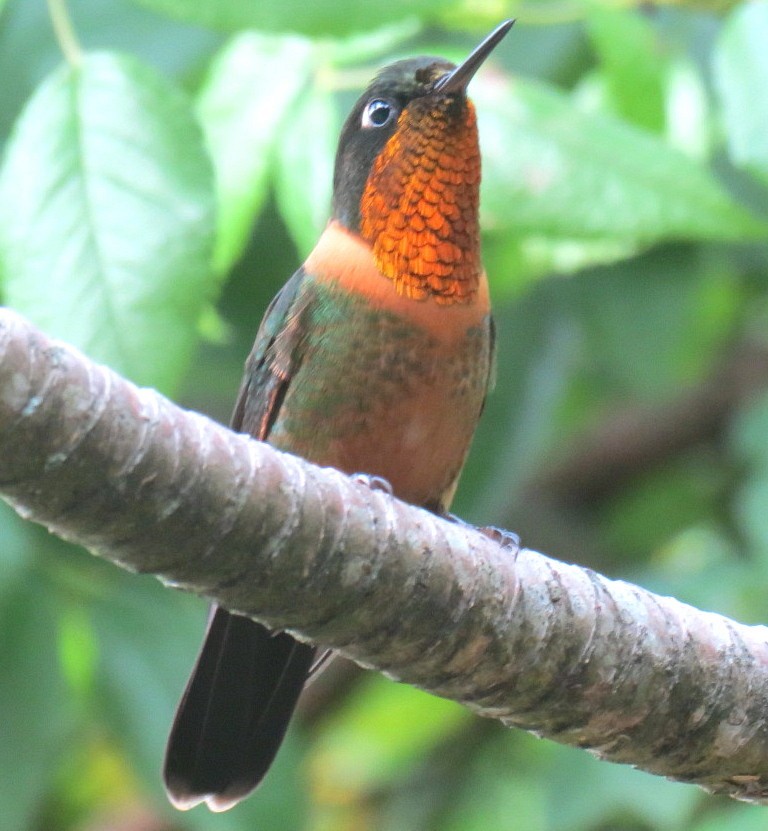 kolibřík oranžovohrdlý - ML122286651