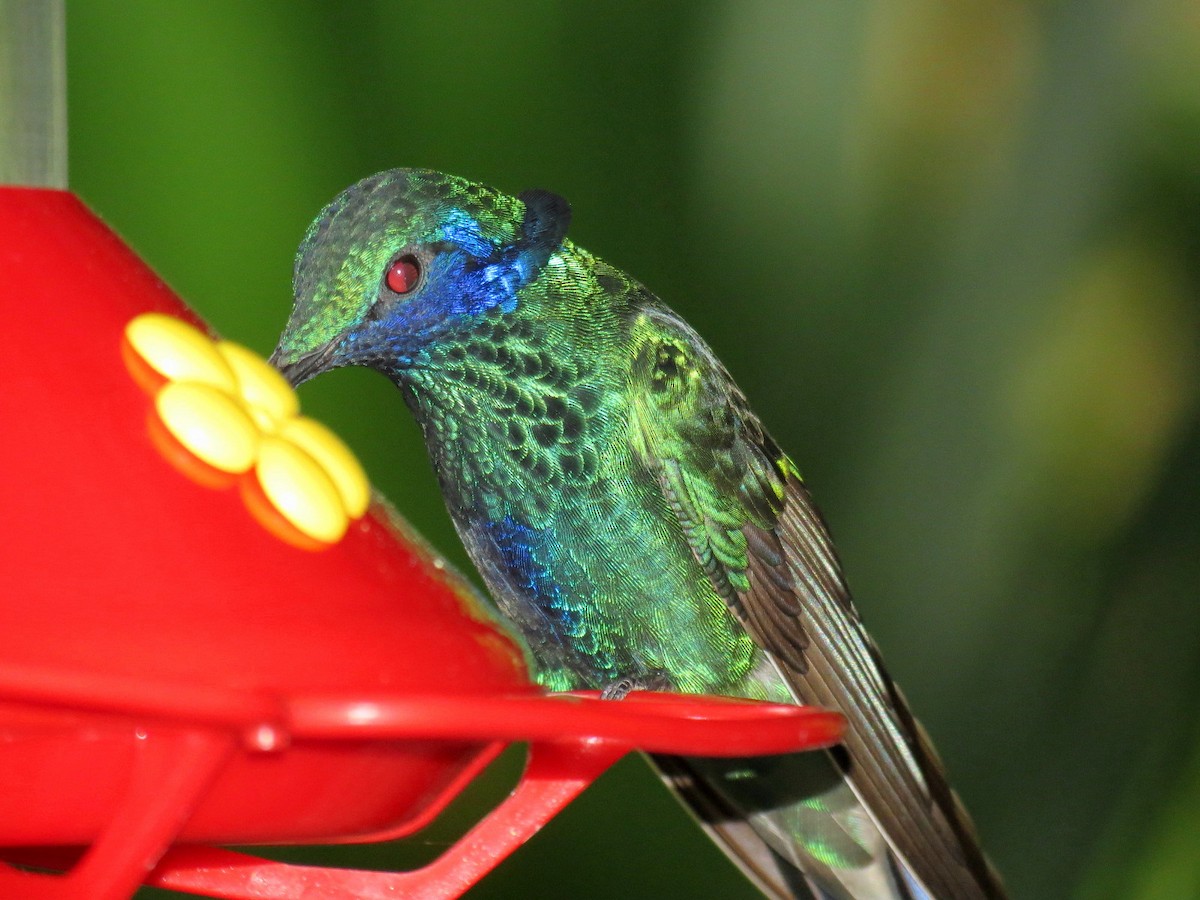 kolibřík modrolící - ML122287051