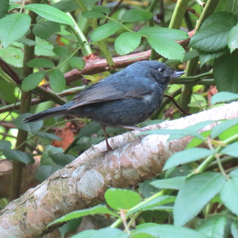 Pinchaflor Flanquiblanco - ML122287241