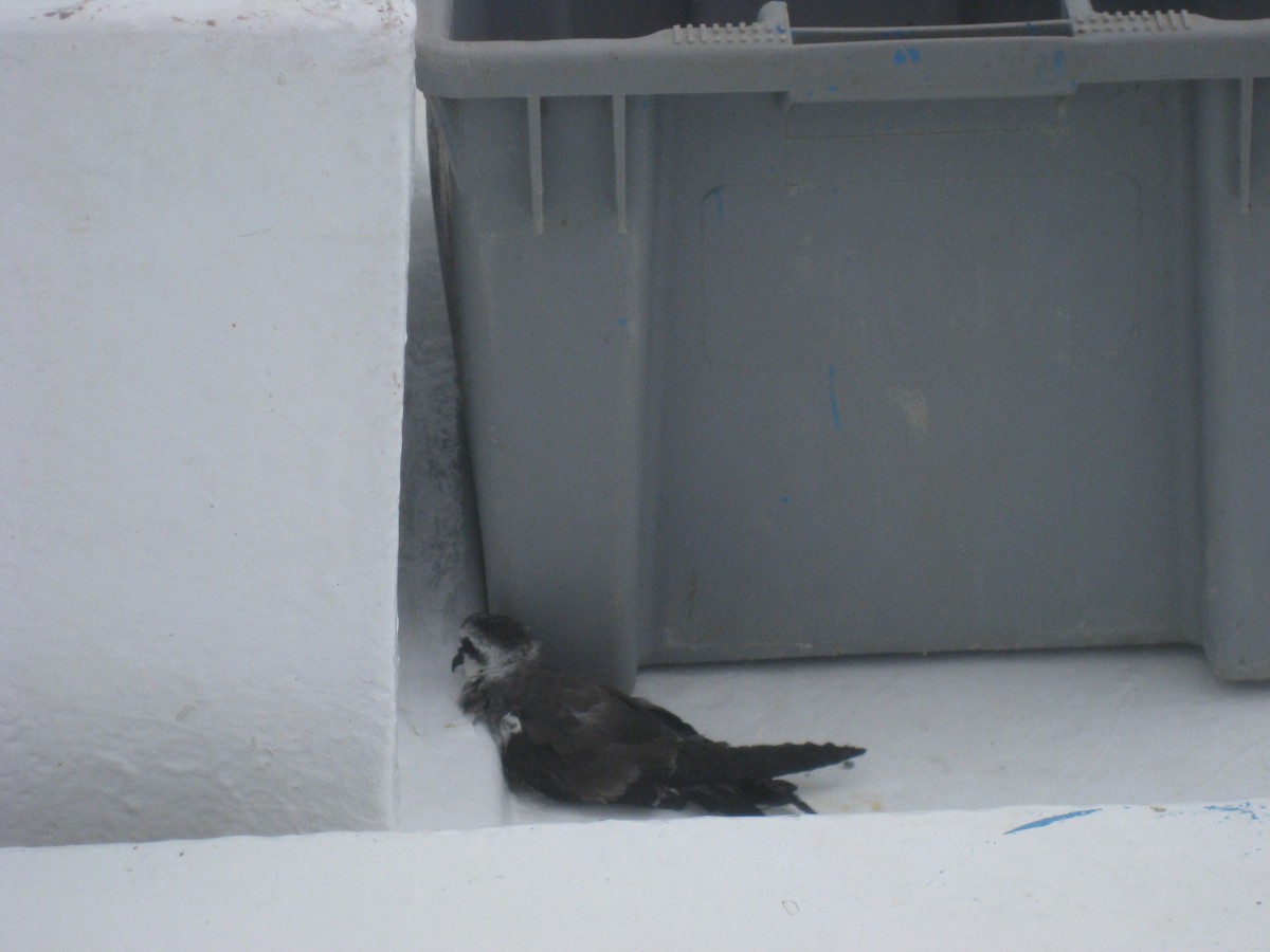 White-faced Storm-Petrel - ML122287531