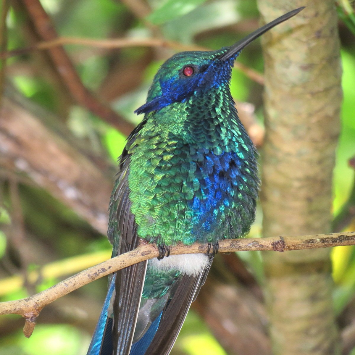 kolibřík modrolící - ML122288561