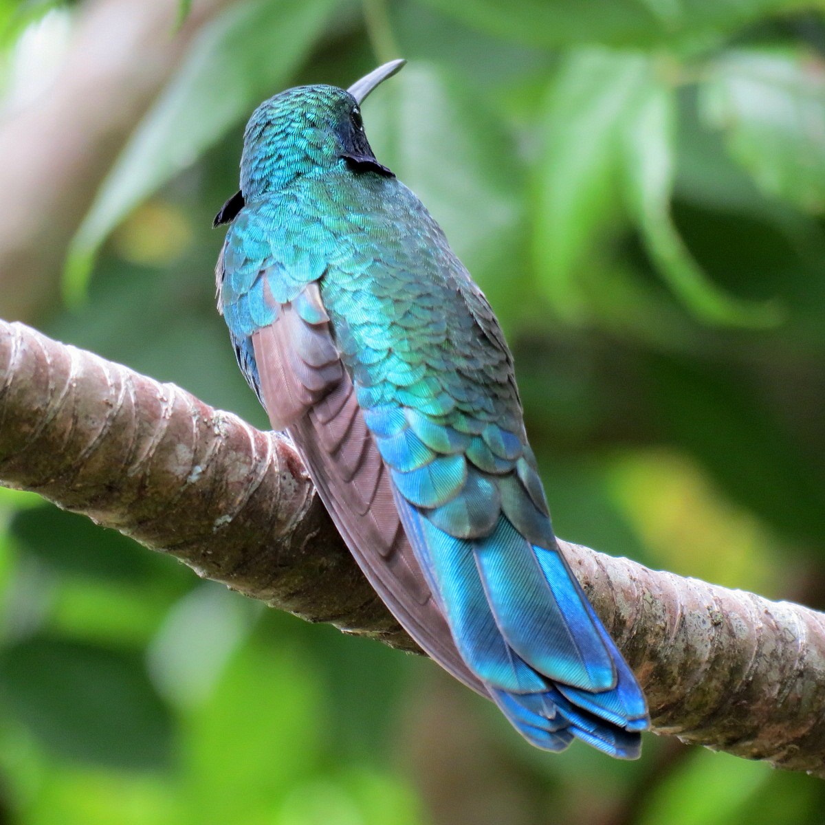 kolibřík modrolící - ML122288591