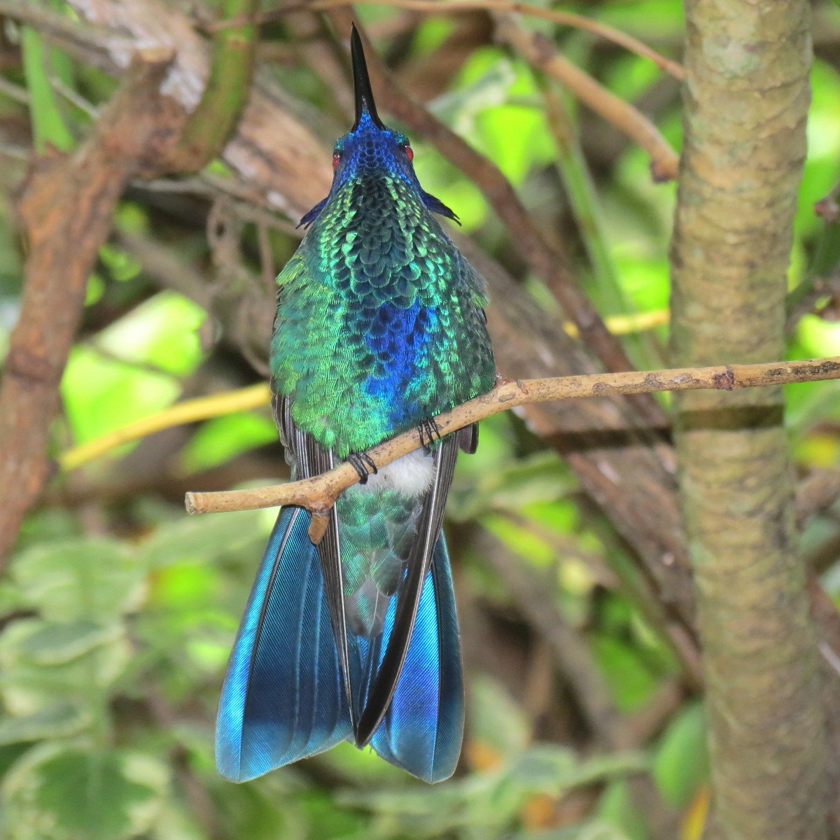 kolibřík modrolící - ML122288661