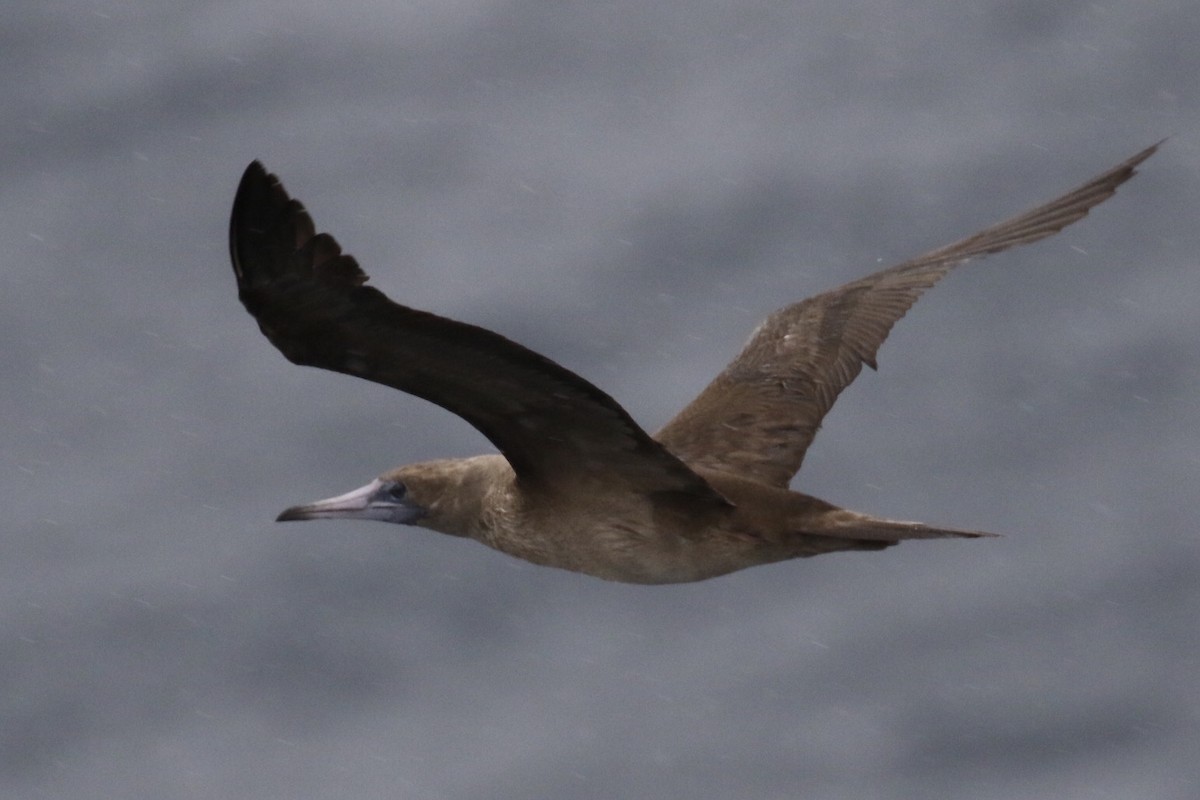 Red-footed Booby - Arnold Skei