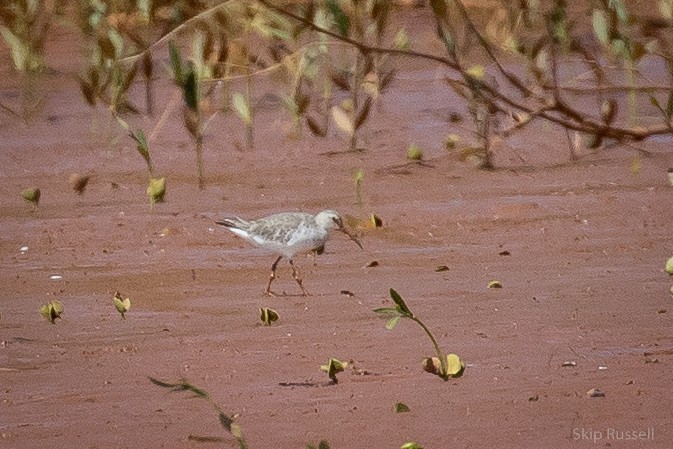 Curlew Sandpiper - Skip Russell