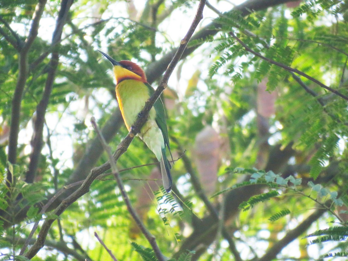 Chestnut-headed Bee-eater - ML122291221