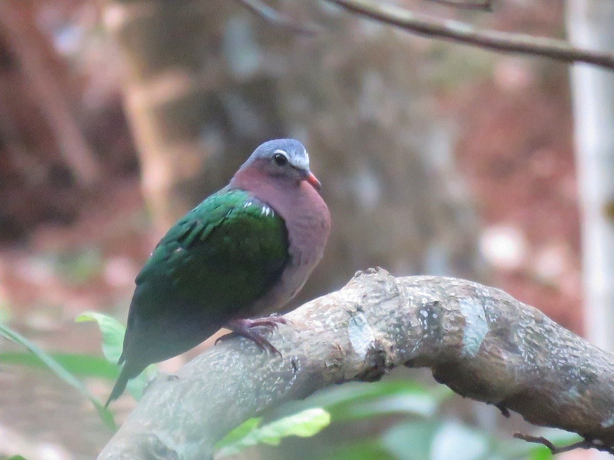 Asian Emerald Dove - ML122291361