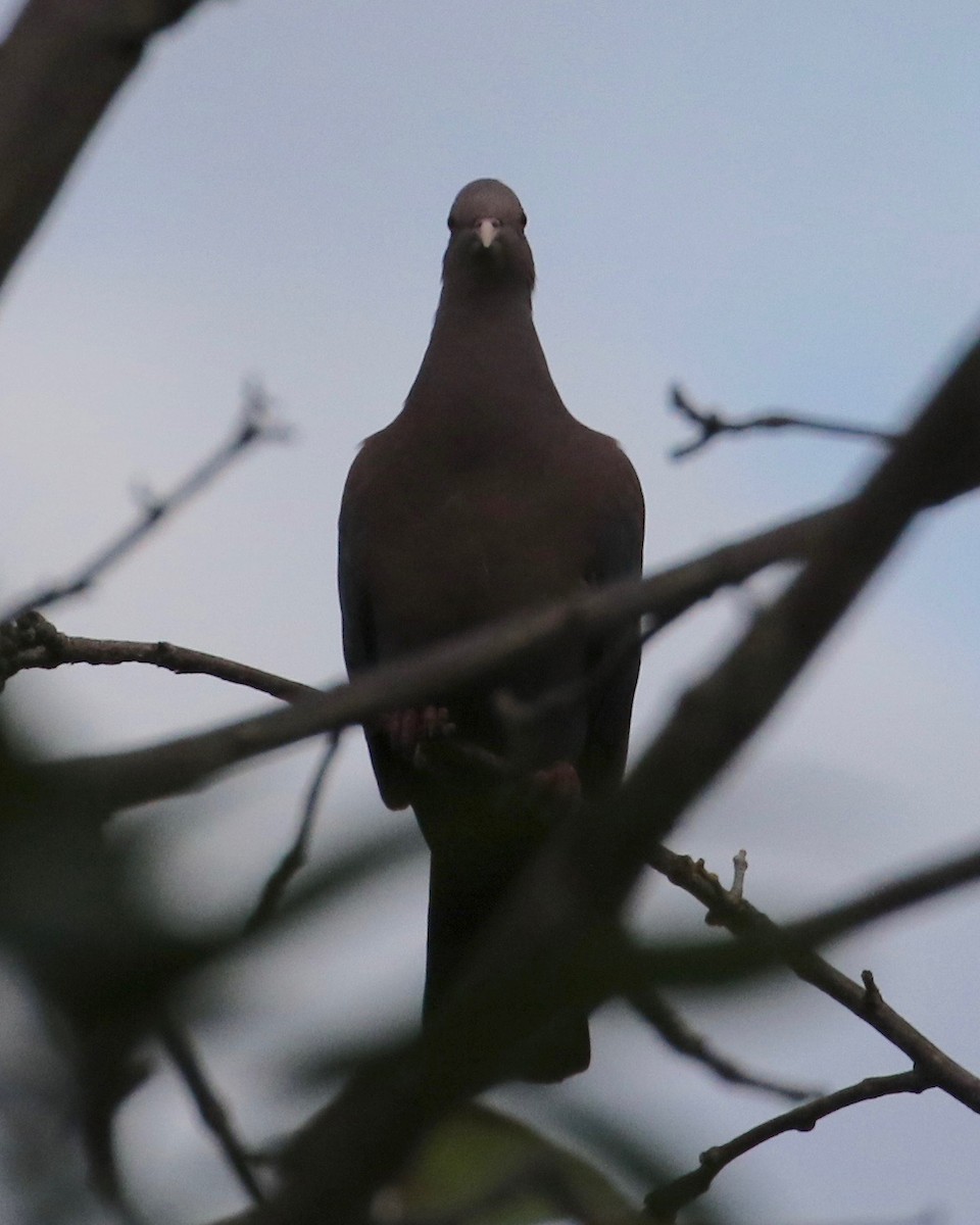 Red-billed Pigeon - Laurens Halsey