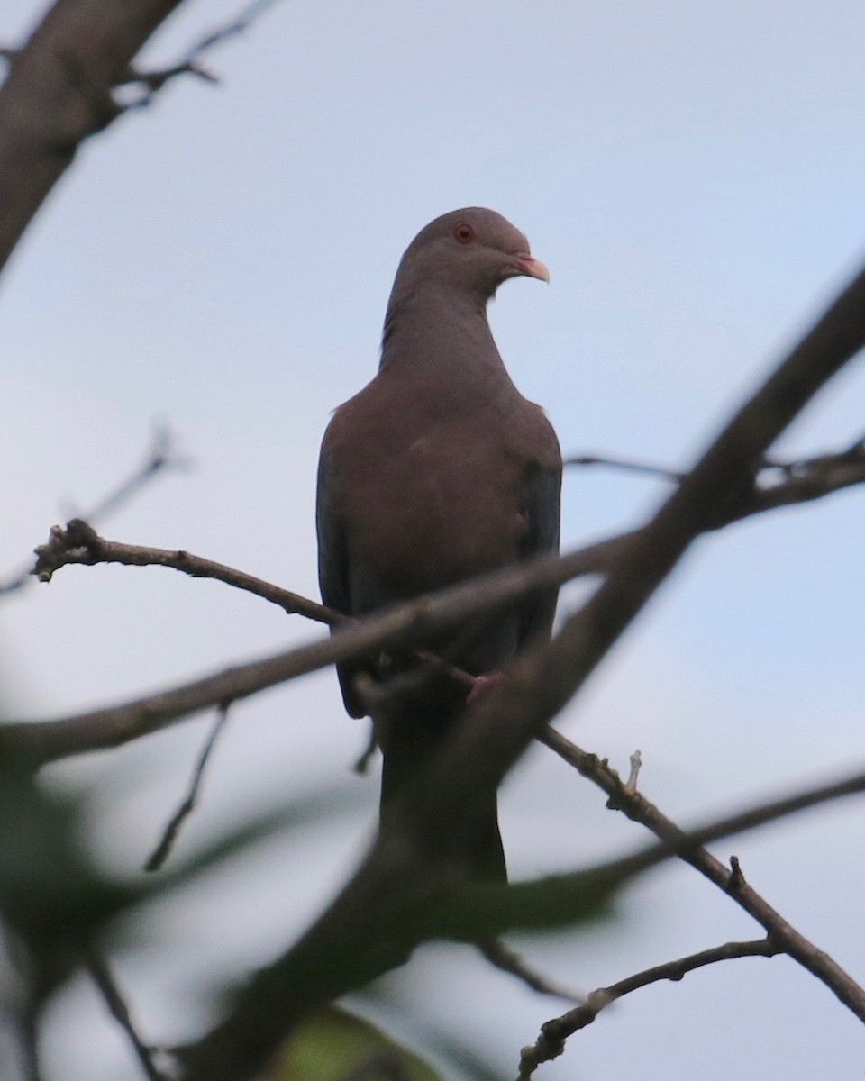 Red-billed Pigeon - ML122292141