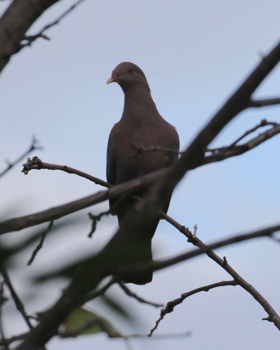 Red-billed Pigeon - ML122292151