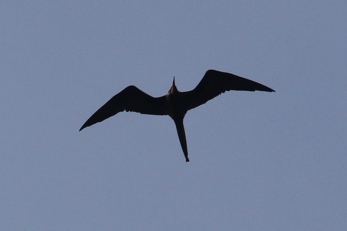 Magnificent Frigatebird - ML122292331